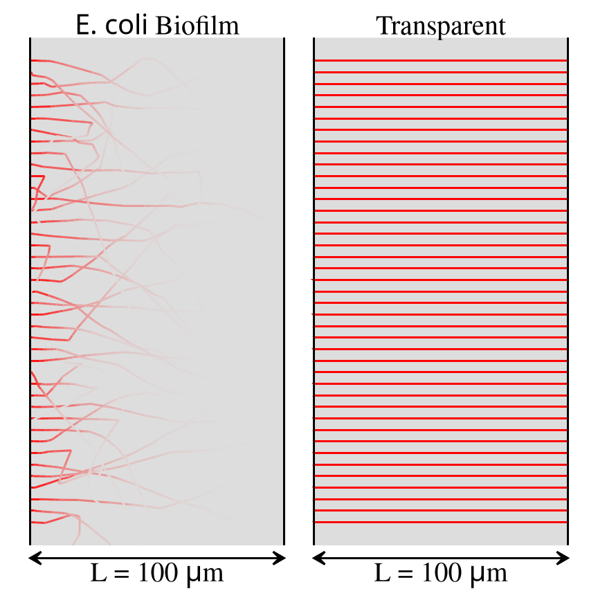 Photon paths in a scattering medium