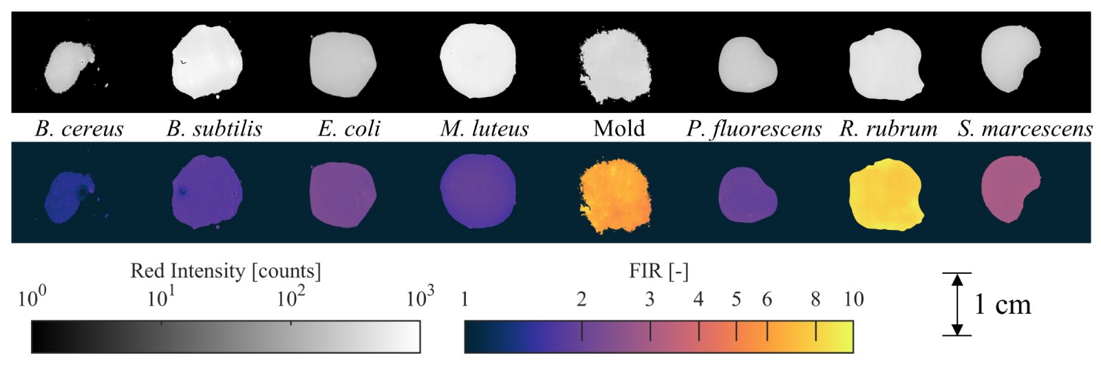 Fluorescence intensity and ratio images